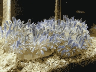  Cassiopeia xamachana (Suction Cup Jellyfish, Upside-Down Jellyfish)